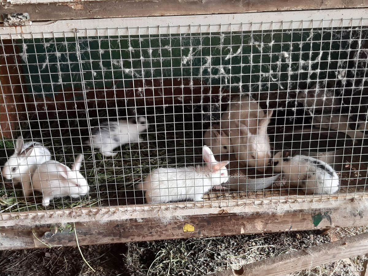 Кролики (Бабочки, чисто белые) купить на Зозу.ру - фотография № 1