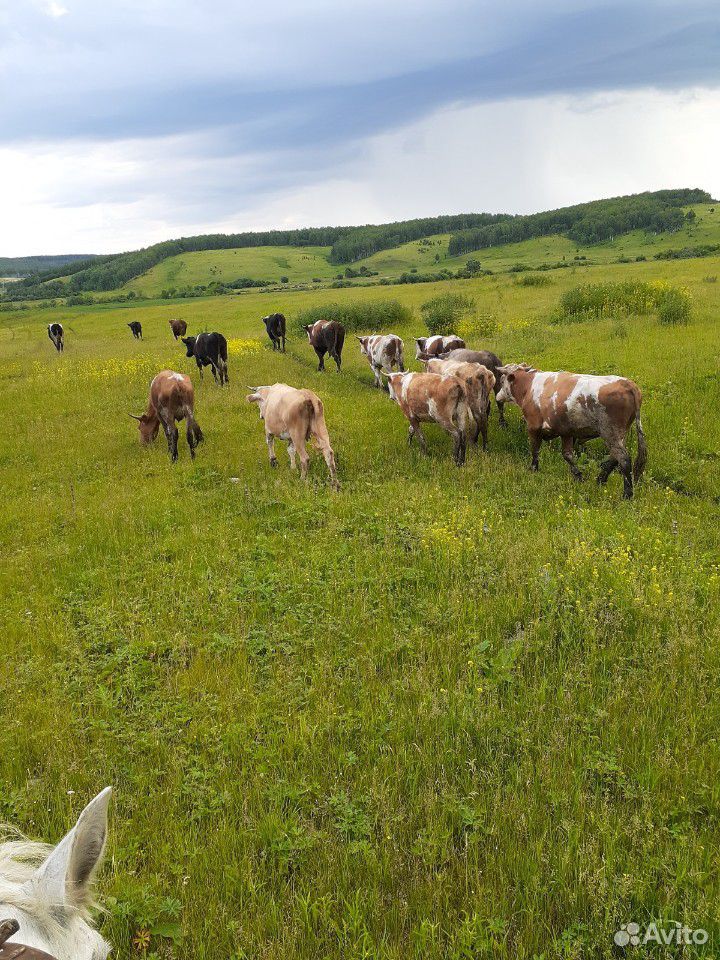 Бычки,коровы,телки купить на Зозу.ру - фотография № 1