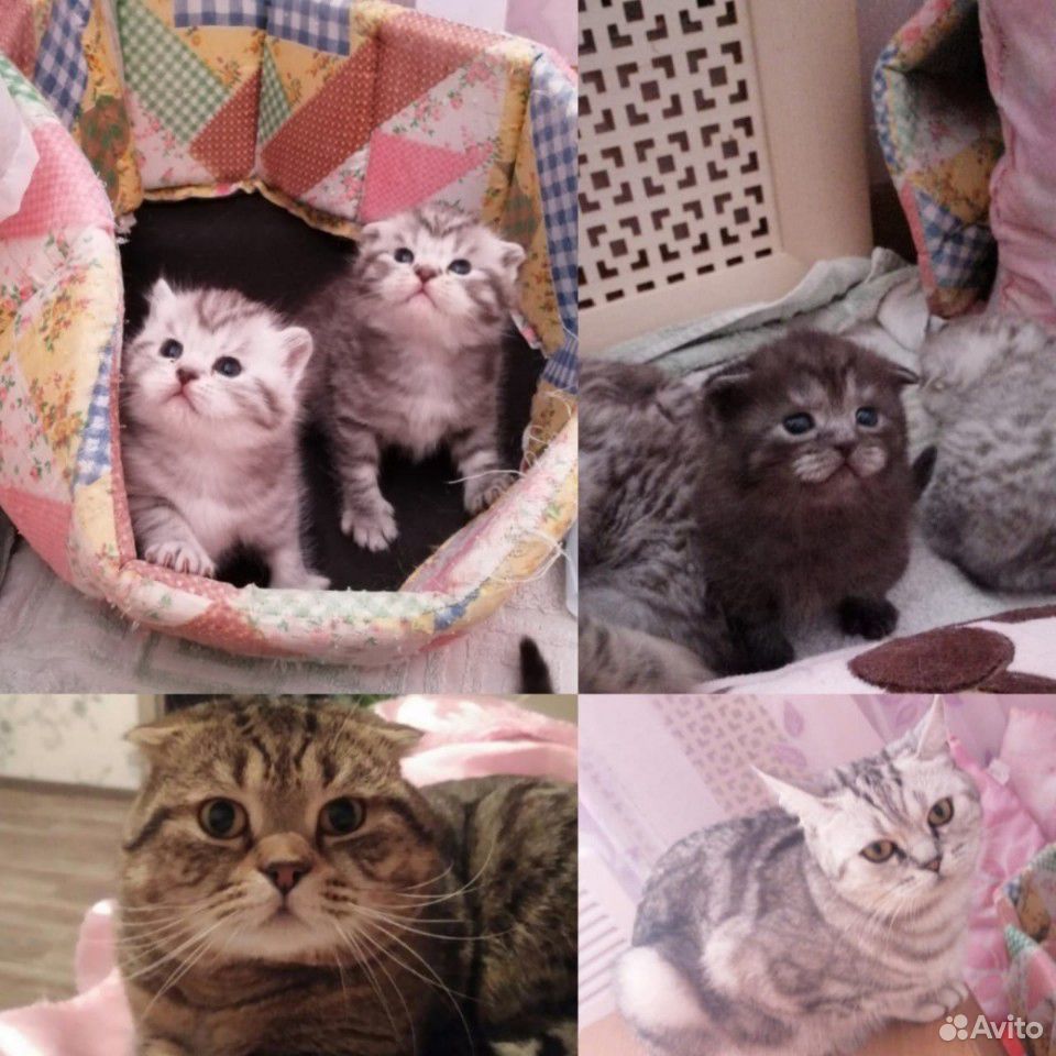 Шатланские котята купить на Зозу.ру - фотография № 3