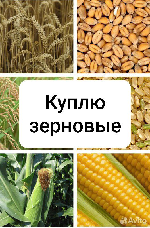 Ячмень, пшеница, кукуруза, просо, семечка купить на Зозу.ру - фотография № 1