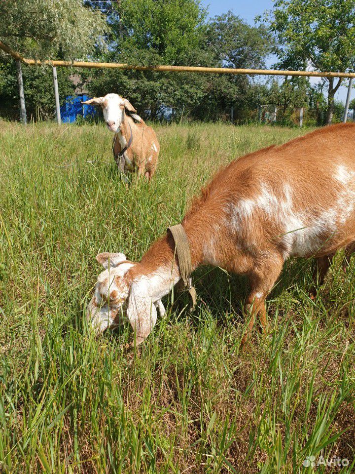 Дойные нубийские козы купить на Зозу.ру - фотография № 2