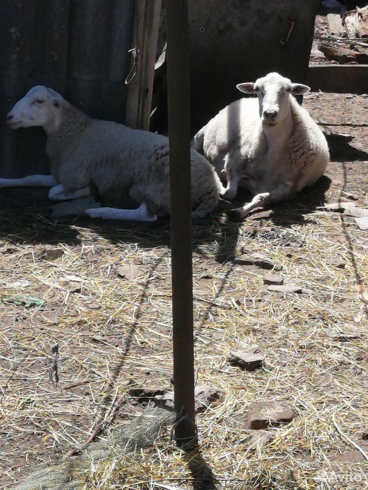 Продаются овца и баран купить на Зозу.ру - фотография № 1