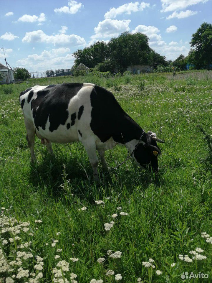 Продается корова купить на Зозу.ру - фотография № 7