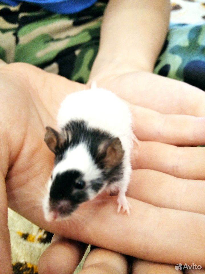 Японские мыши купить на Зозу.ру - фотография № 1