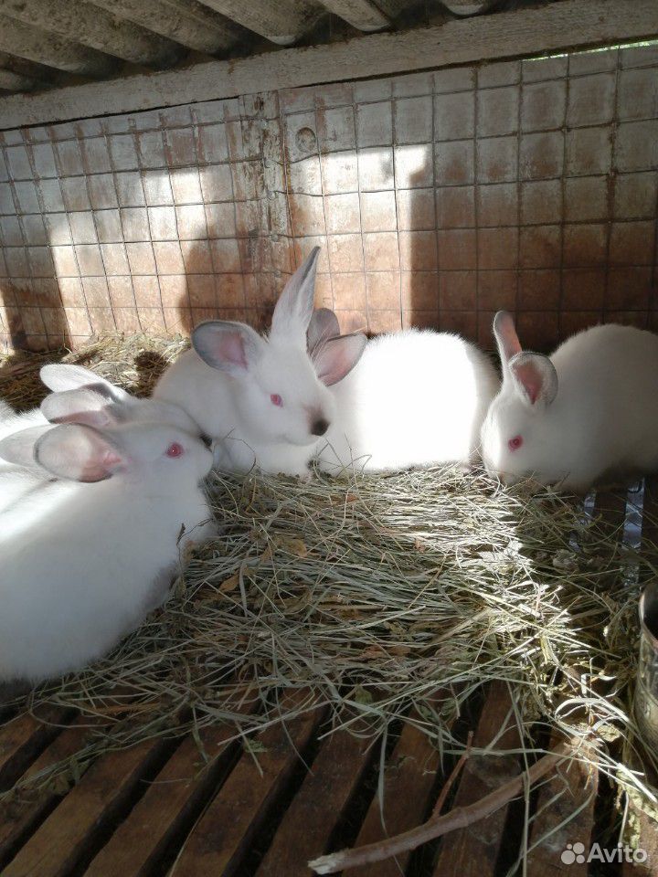 Кролики Калифорния купить на Зозу.ру - фотография № 3