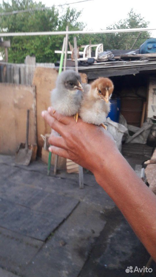 Двухнедельные цыплята.несушки домашние купить на Зозу.ру - фотография № 1