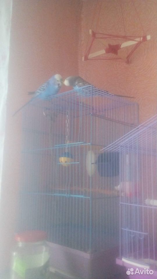 Волнистые попугаи с клеткой купить на Зозу.ру - фотография № 5