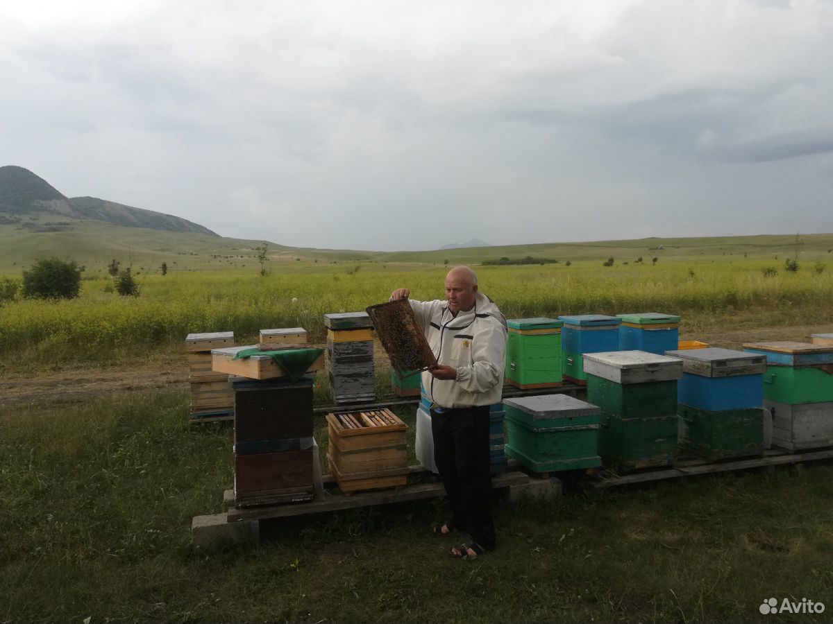 Пчелы продается пасика купить на Зозу.ру - фотография № 3