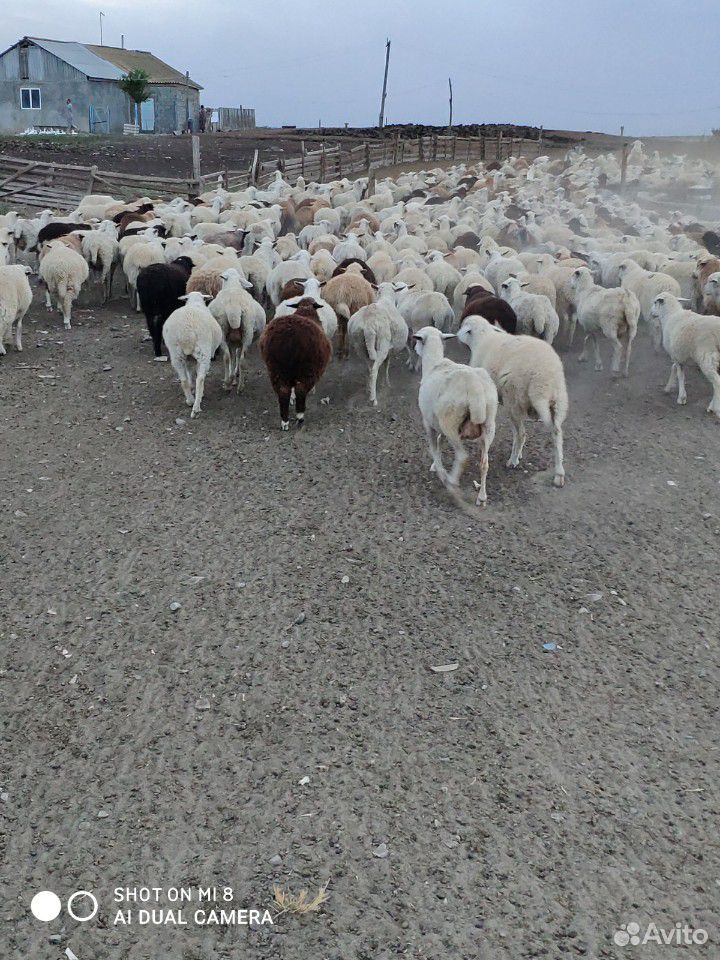 Овцы матки ягнятами купить на Зозу.ру - фотография № 3