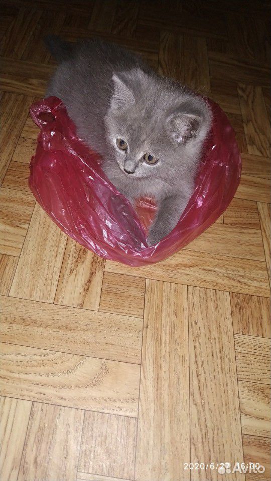 Кошечка купить на Зозу.ру - фотография № 2