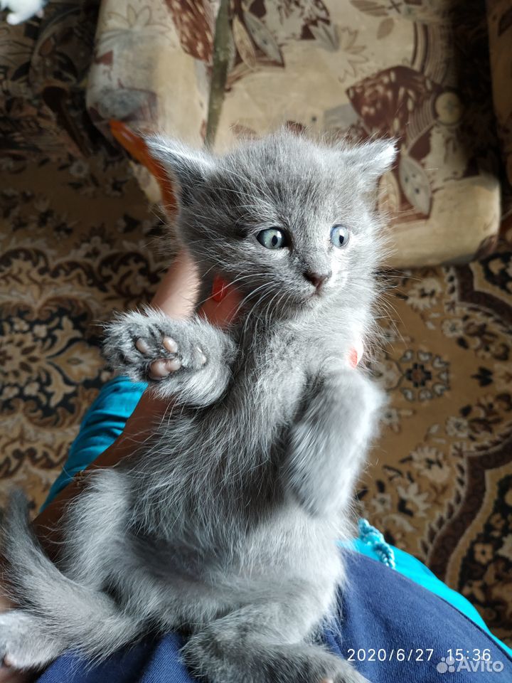 Котята 1 месяц купить на Зозу.ру - фотография № 6