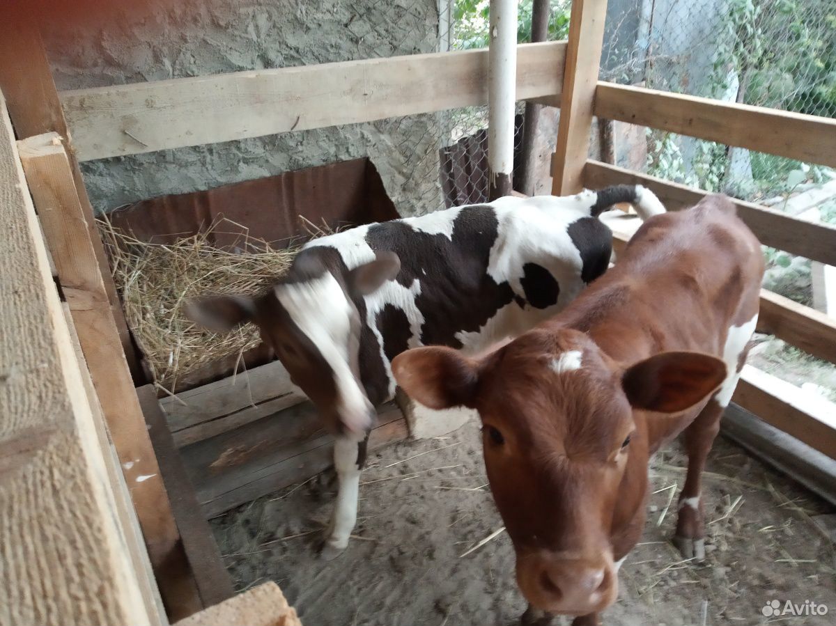 Корова с теленками купить на Зозу.ру - фотография № 7