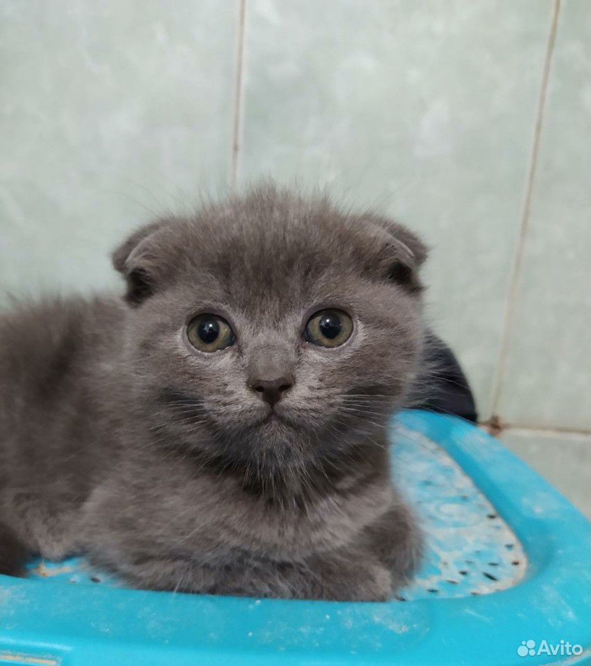 Продам котят Шатланской породы купить на Зозу.ру - фотография № 2