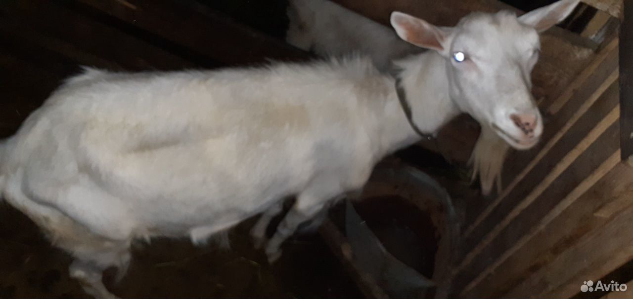 Продаются дойные козы, козел и молодые козлята купить на Зозу.ру - фотография № 5