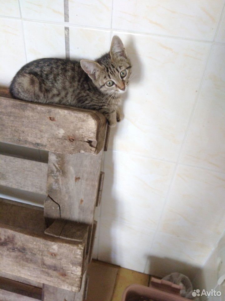 Котенок девочка, 2.5мес, тигрушка купить на Зозу.ру - фотография № 1