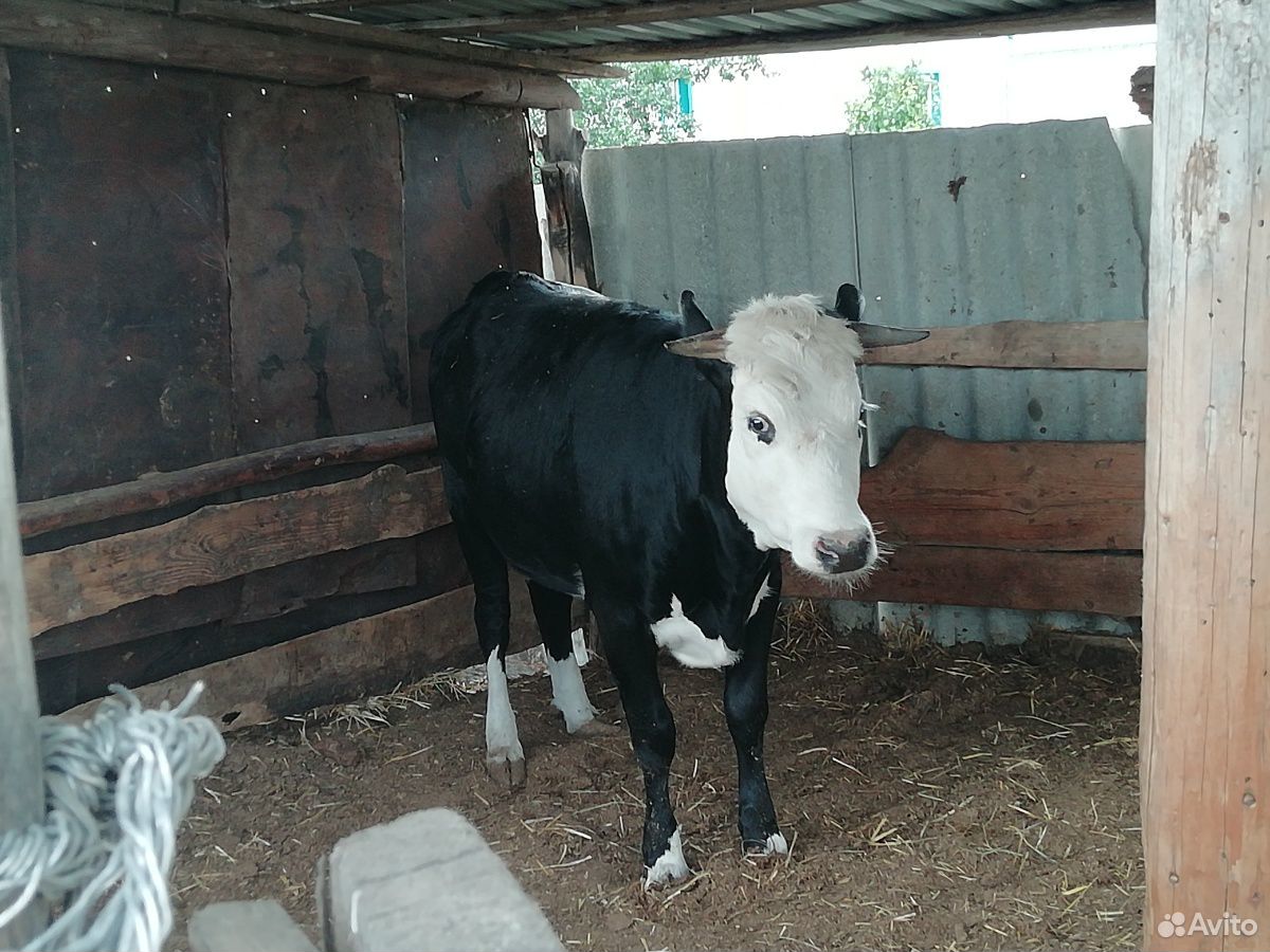 Корова, тёлка, нетель купить на Зозу.ру - фотография № 4