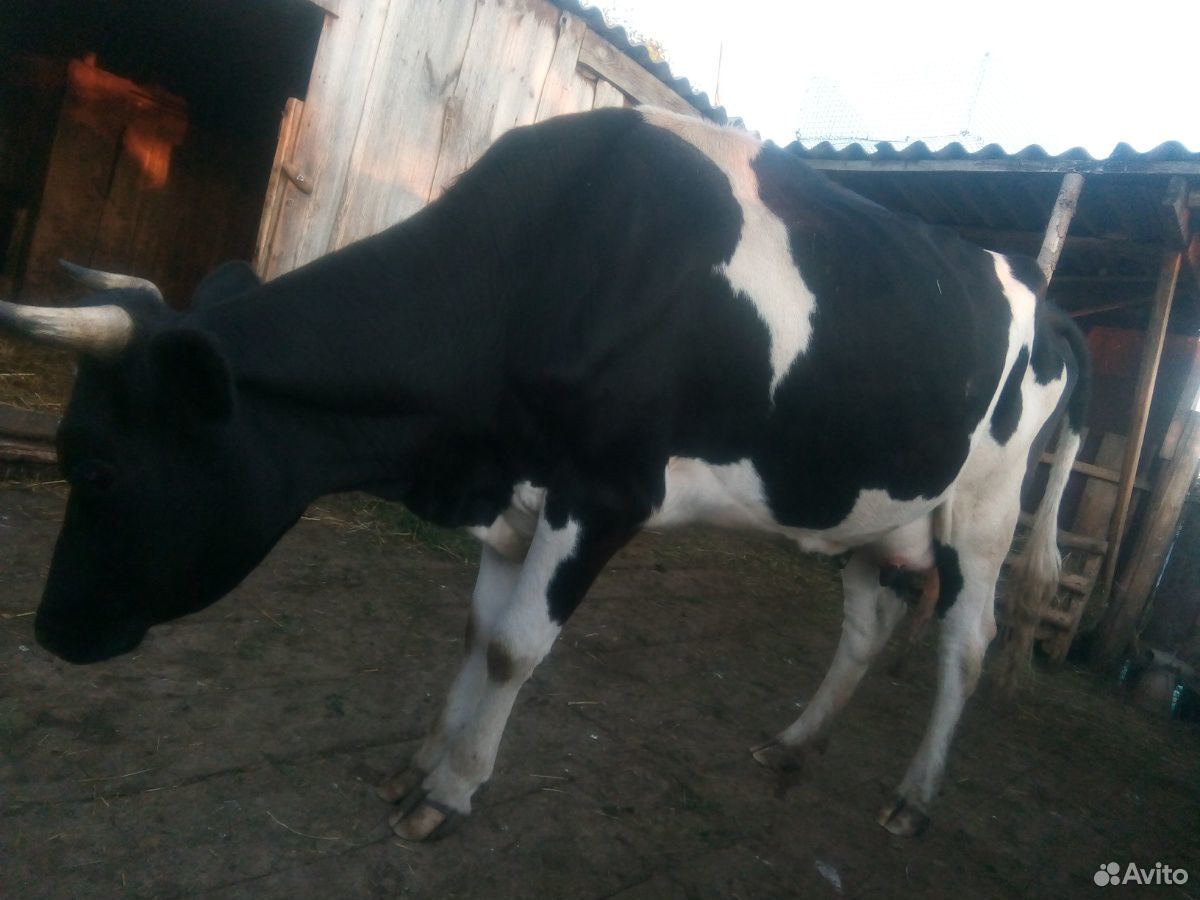 Продается корова,первотелка купить на Зозу.ру - фотография № 4