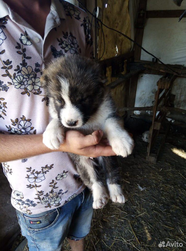 Кавказская порода щенки купить на Зозу.ру - фотография № 3