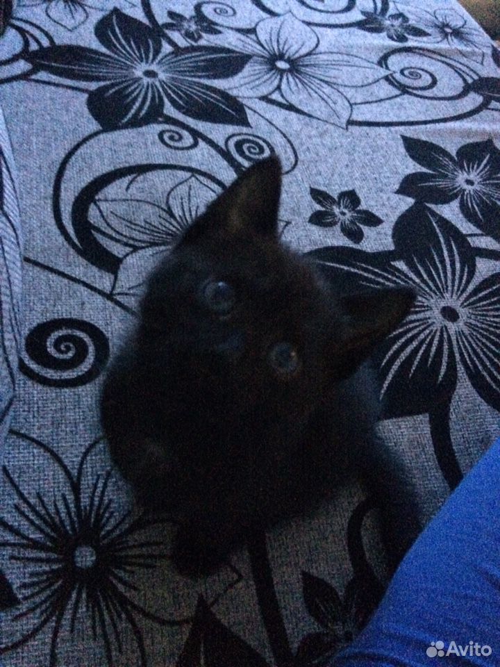 Чёрный котик с небесными глазами купить на Зозу.ру - фотография № 1