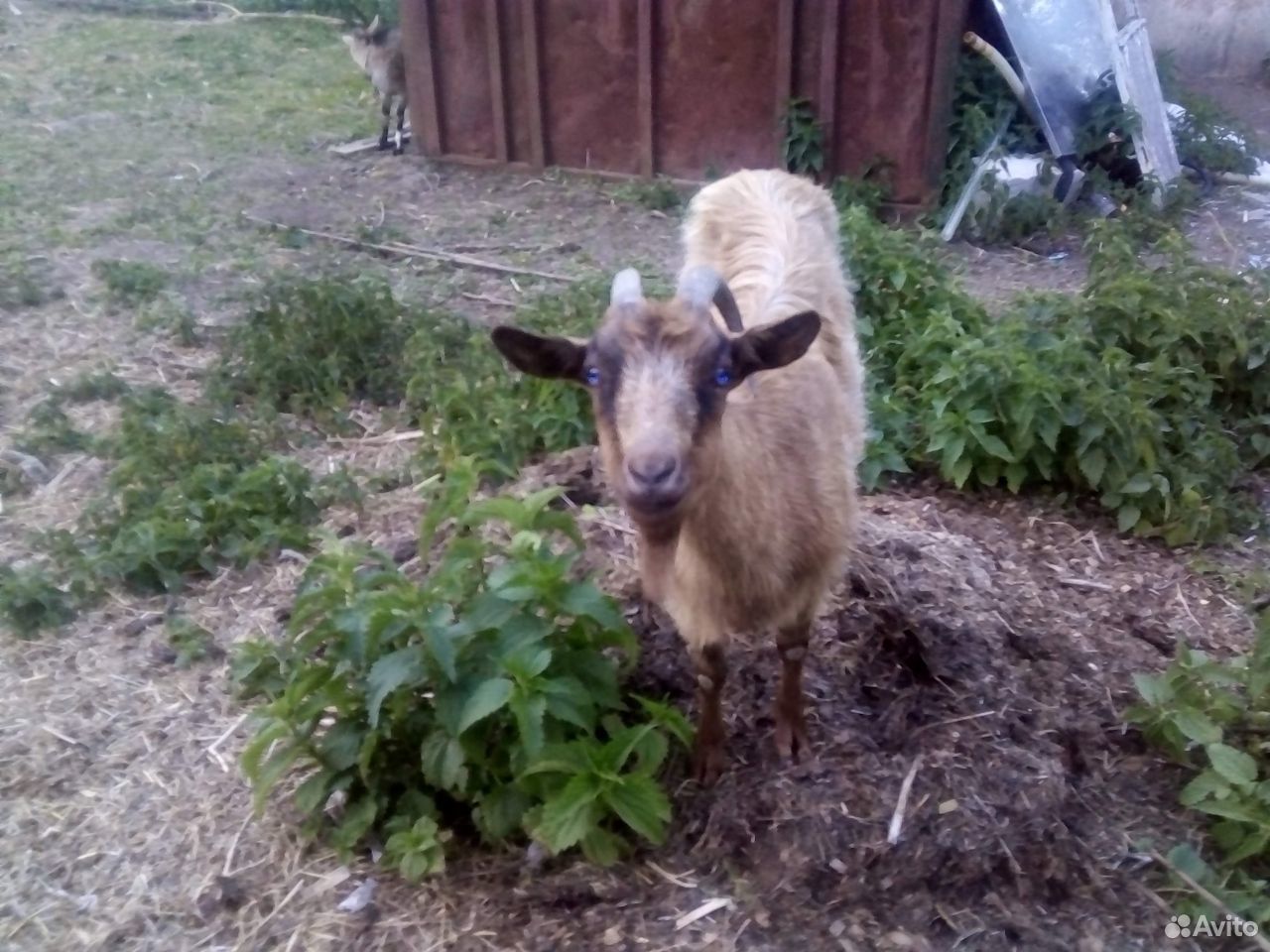 Поросята, овцы, козы. козел нубиец вязка купить на Зозу.ру - фотография № 4