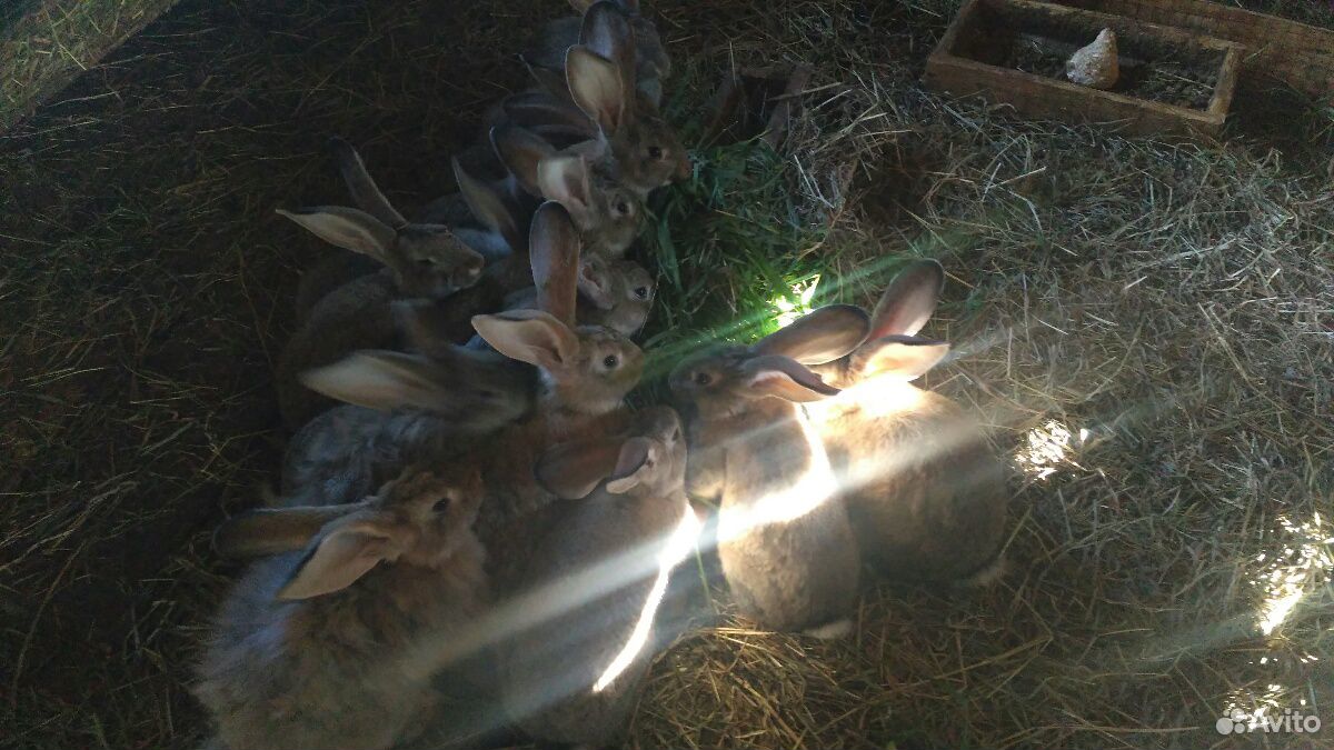 Оптом 10шт кролики крупных пород 3 месяца купить на Зозу.ру - фотография № 4