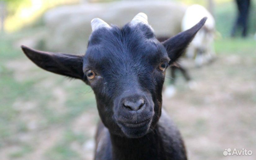 Продам молодую козу купить на Зозу.ру - фотография № 1