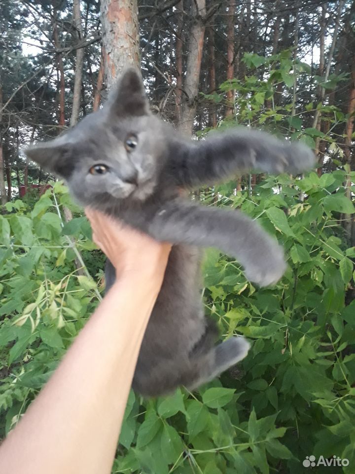 Подкинули кота купить на Зозу.ру - фотография № 1