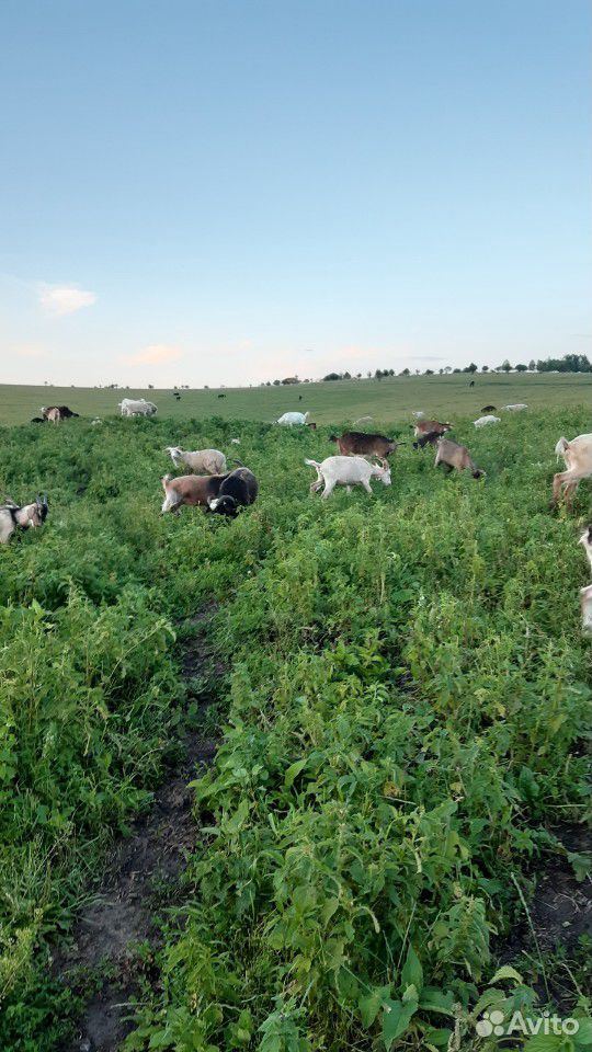 Козы,овцы купить на Зозу.ру - фотография № 4