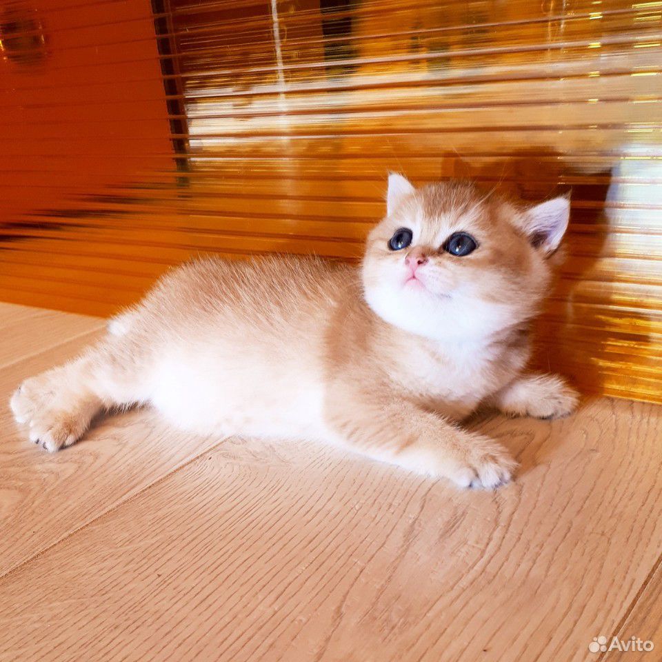 Британская кошка купить на Зозу.ру - фотография № 4