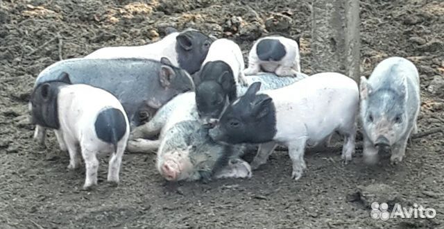 Вьетнамские свиньи, хряк, поросята купить на Зозу.ру - фотография № 2