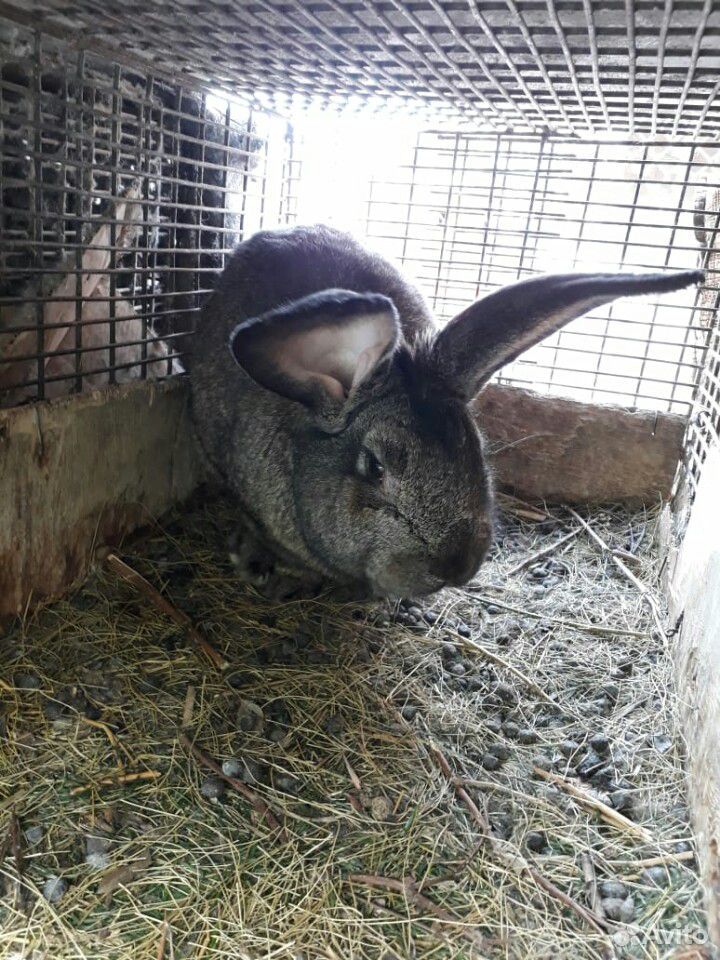 Кролик вязка купить на Зозу.ру - фотография № 1