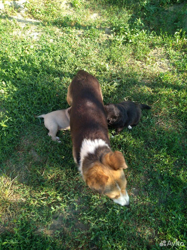 Собаки сторожа маленькие купить на Зозу.ру - фотография № 2