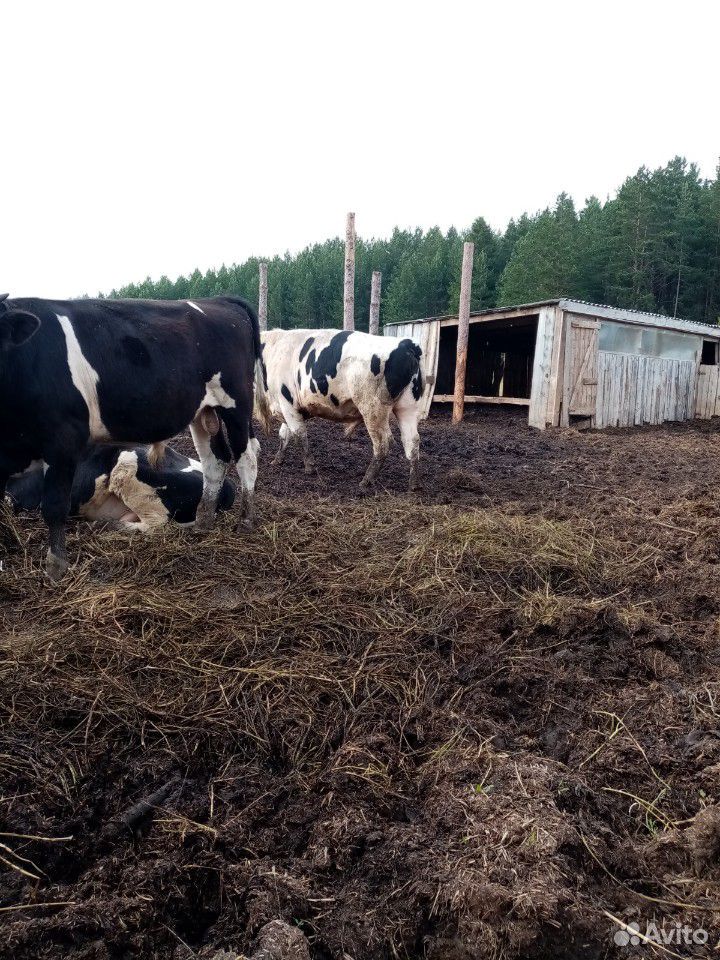 Корова, 2 быка, бычки купить на Зозу.ру - фотография № 7