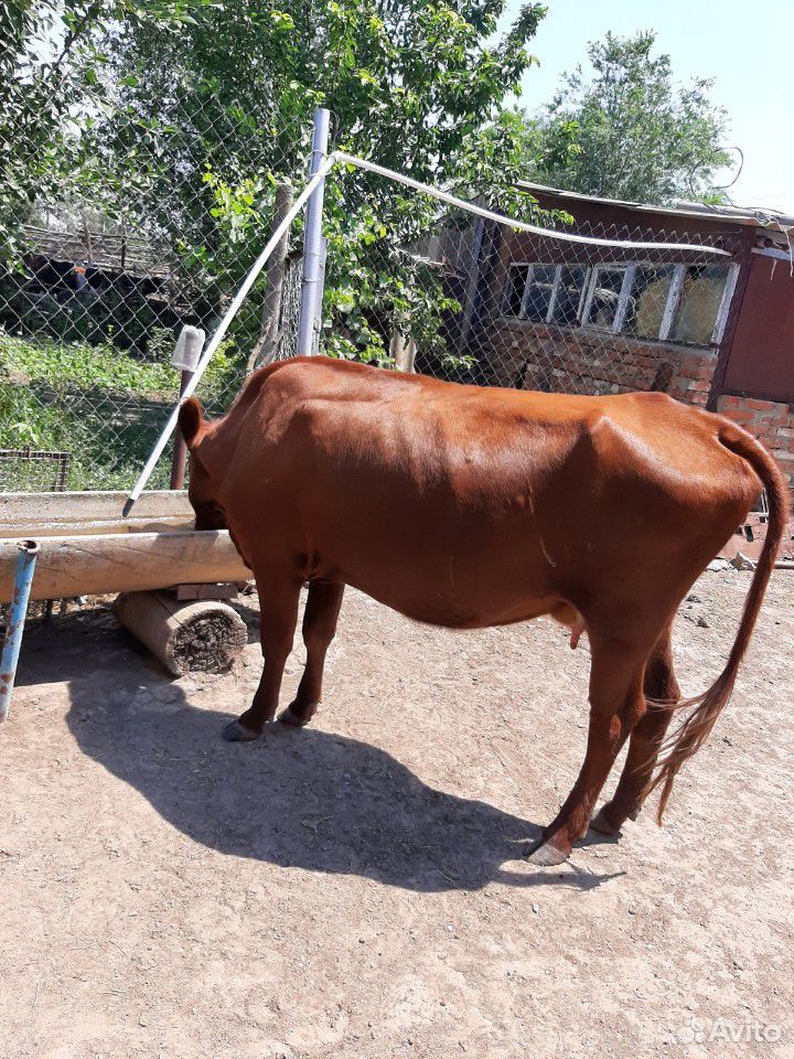 Коровы дойные купить на Зозу.ру - фотография № 4