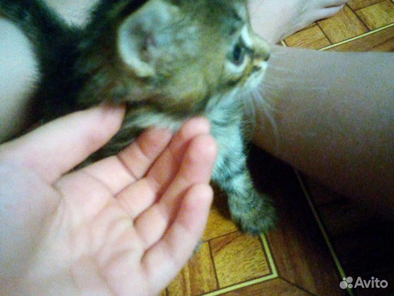 Девочка котёнок купить на Зозу.ру - фотография № 1