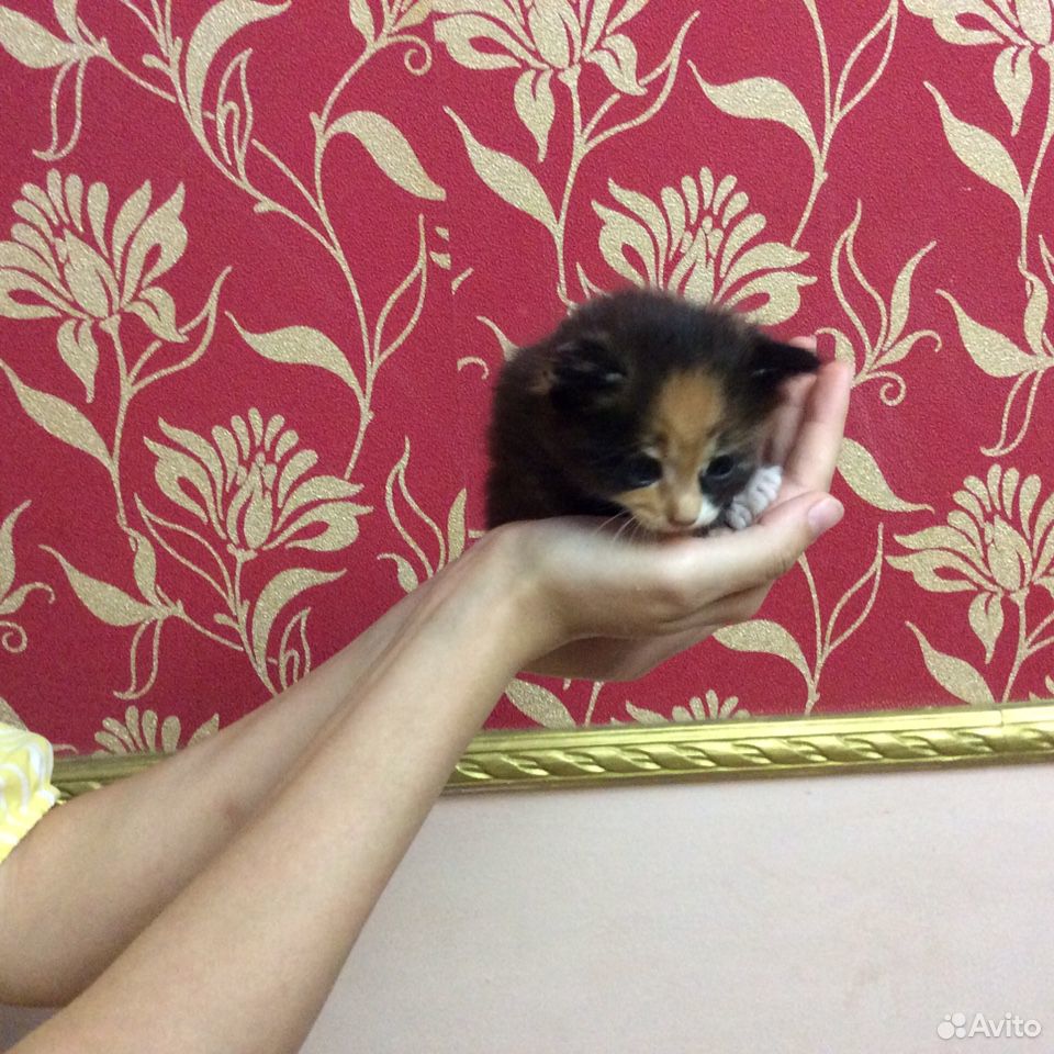 Милые котята купить на Зозу.ру - фотография № 1