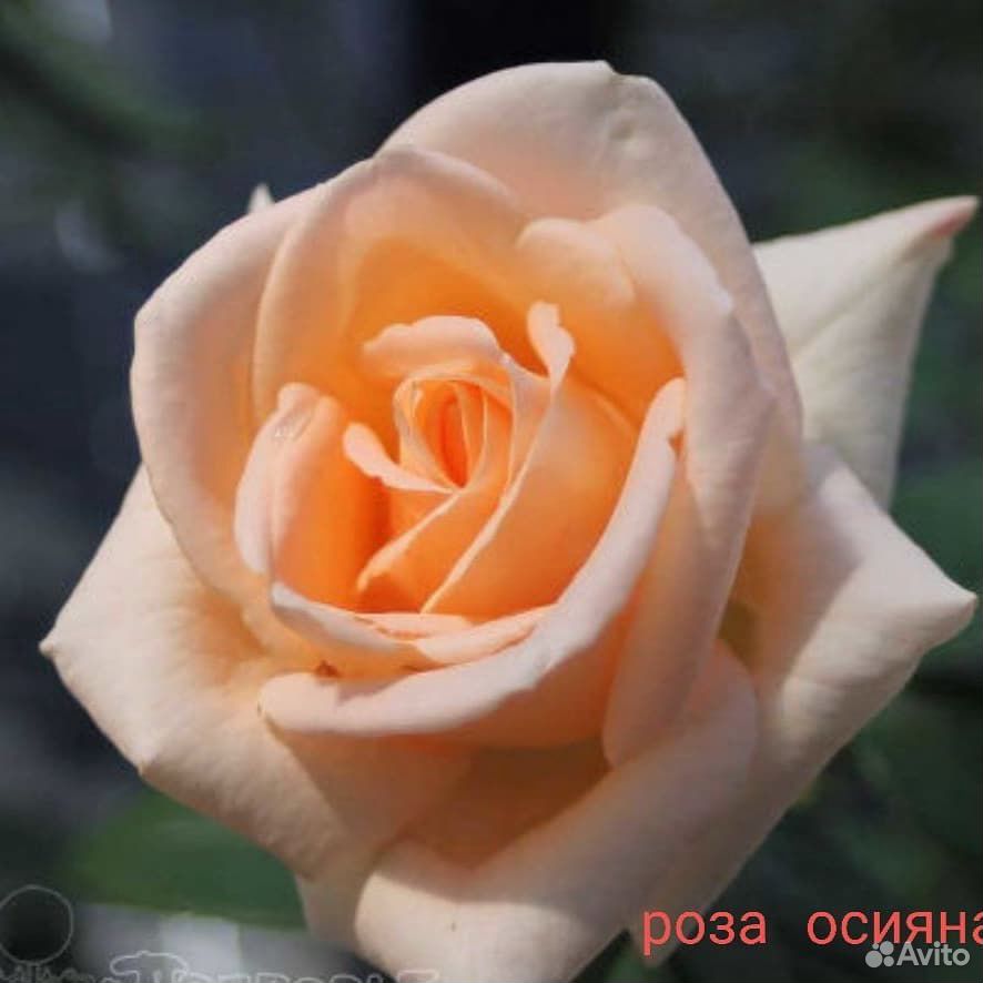 Саженцы роз купить на Зозу.ру - фотография № 7