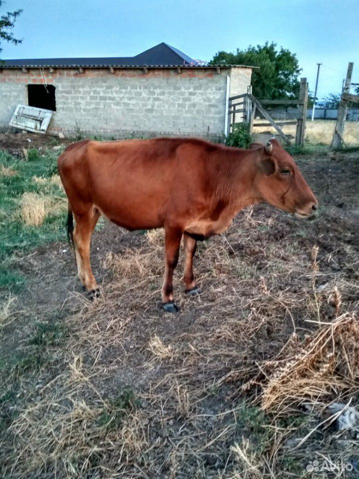 Корова продаётся за 28т.скоро 2 года будет ему купить на Зозу.ру - фотография № 2