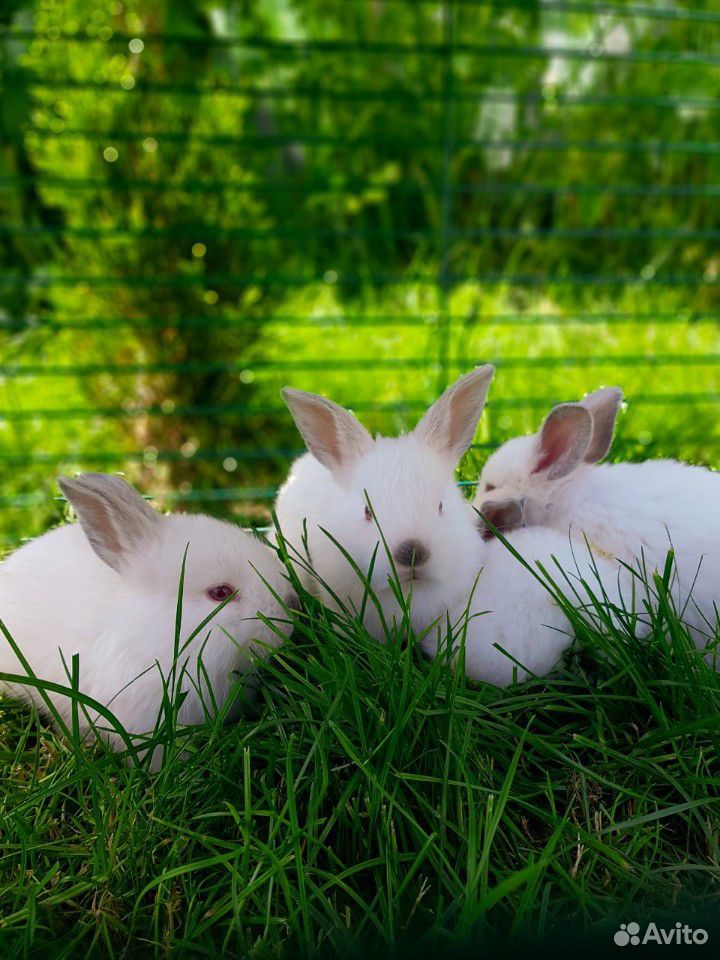 Калифорнийские крольчата купить на Зозу.ру - фотография № 3