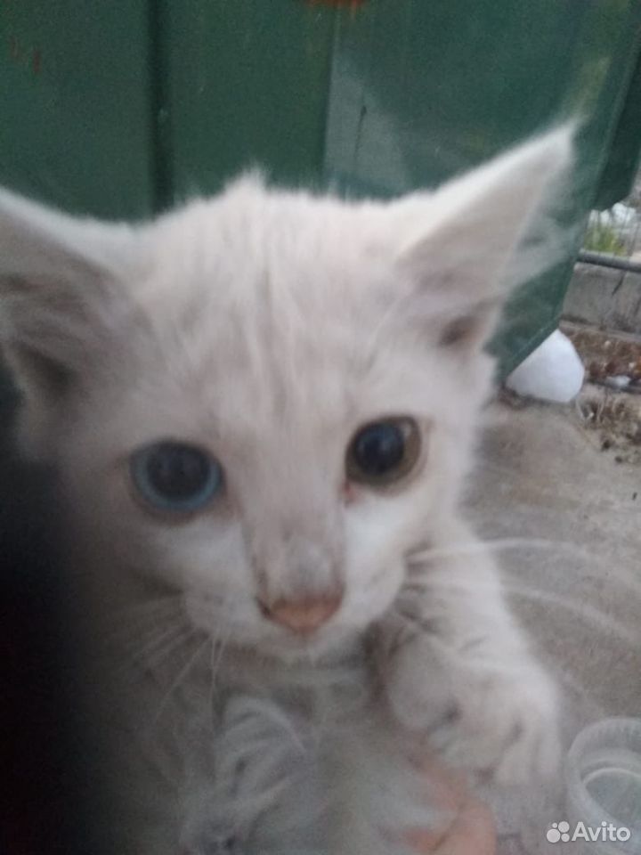 Белоснежный котенок с разноцветными глазами купить на Зозу.ру - фотография № 1