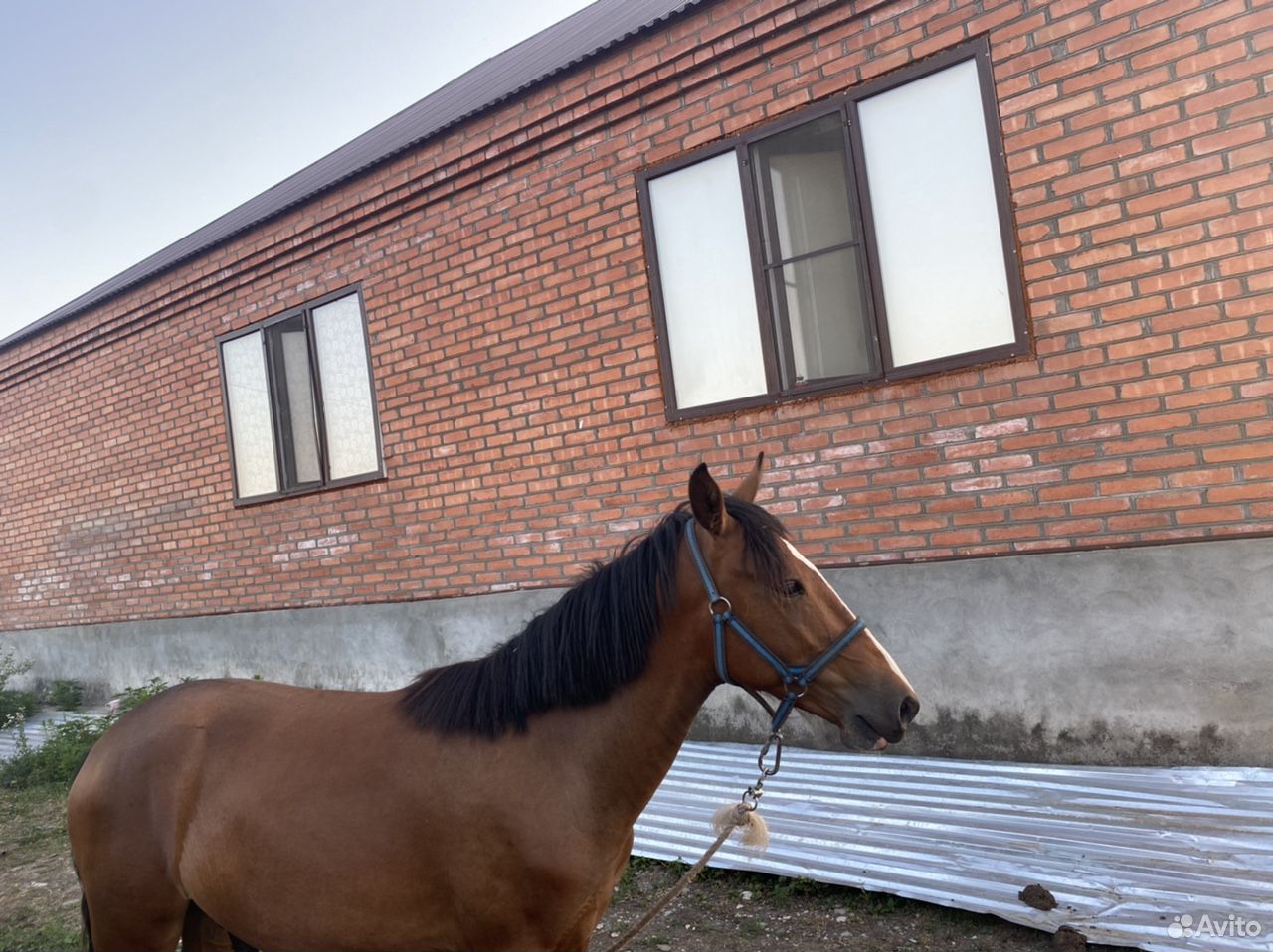 Лошадь Жеребец купить на Зозу.ру - фотография № 3