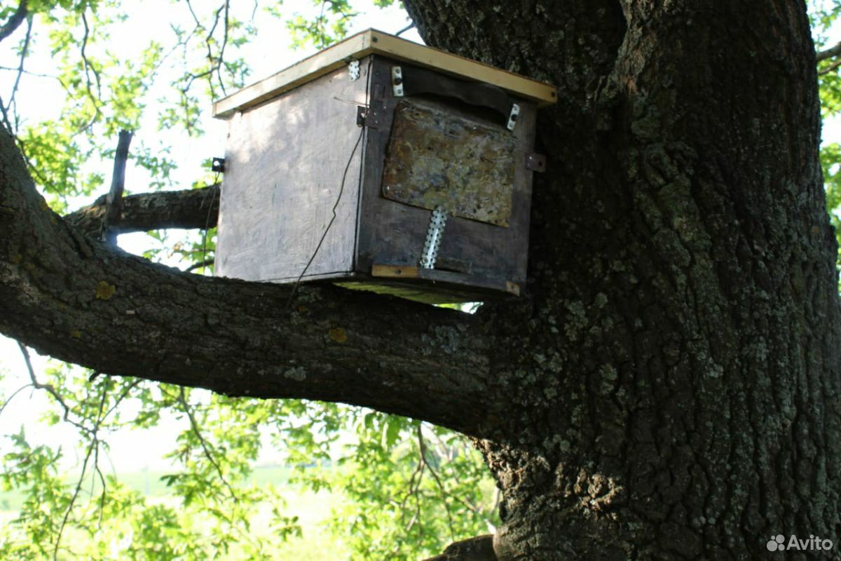 Пчелиный рой в ловушке купить на Зозу.ру - фотография № 2