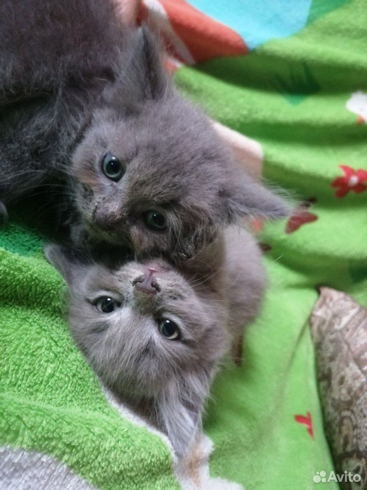 Малыши котятки купить на Зозу.ру - фотография № 1