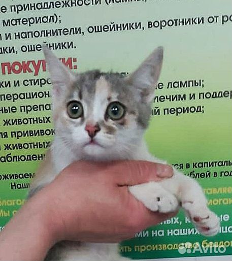 Котенок девочка стерилизована 3,5 месяца купить на Зозу.ру - фотография № 1