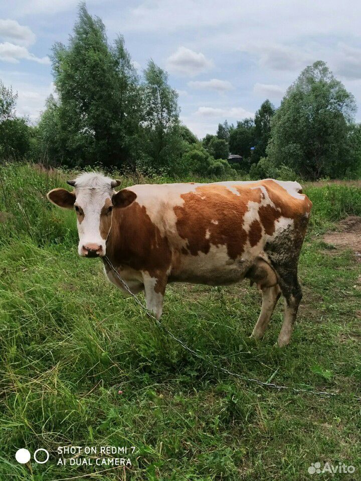 Срочнопродаются коровы купить на Зозу.ру - фотография № 1