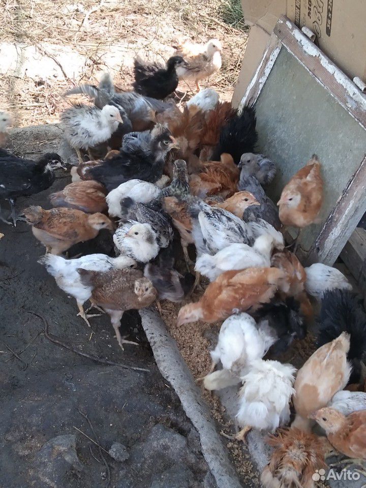 Гусята подрощенные, цыплята купить на Зозу.ру - фотография № 4