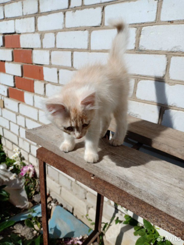 Кот купить на Зозу.ру - фотография № 2