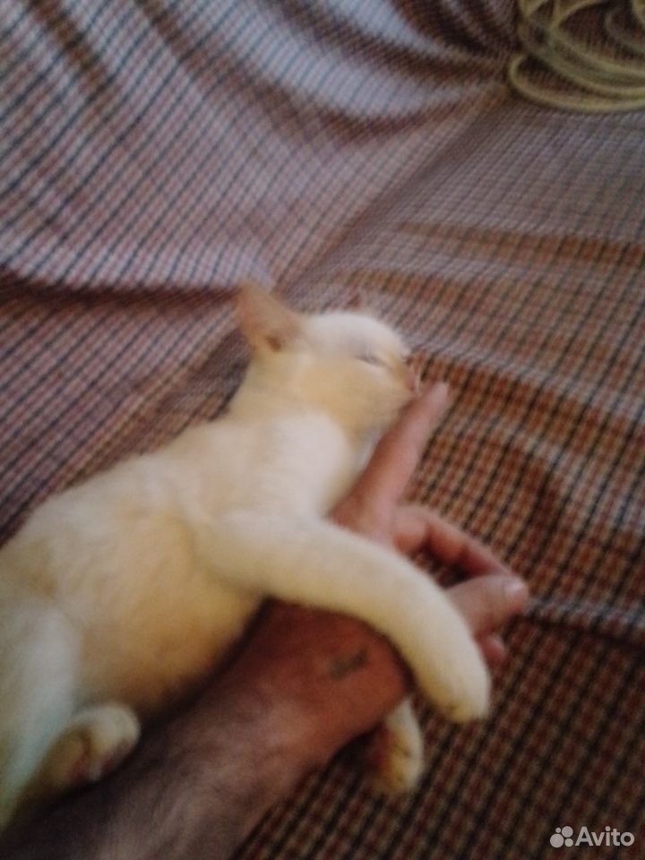 Котёнок девочка отдам в добрые,надёжные руки купить на Зозу.ру - фотография № 3