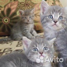 Котята от вислоухой кошки купить на Зозу.ру - фотография № 2