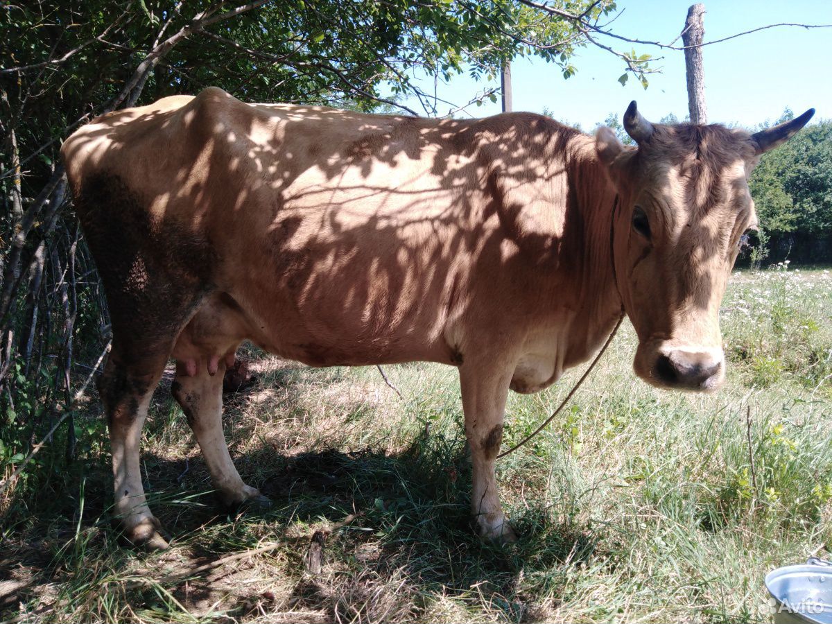 Корова, бычок купить на Зозу.ру - фотография № 3